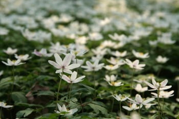 field of flowers